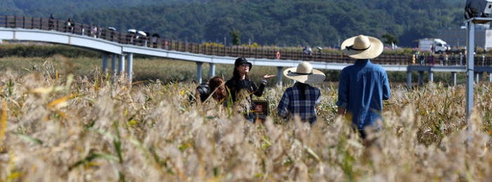 강진만갈대축제.jpg