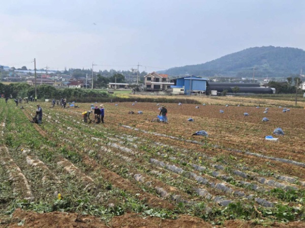 영암 고구마 수확.jpg