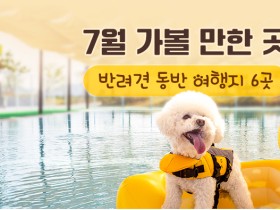 7월 가볼 만한 곳…반려견 동반 여행지 6곳