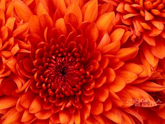 Chrysanthemum1.jpg