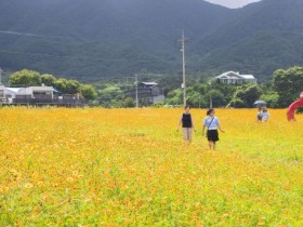 황금빛 물든 구례 산동면 코스모스 꽃밭