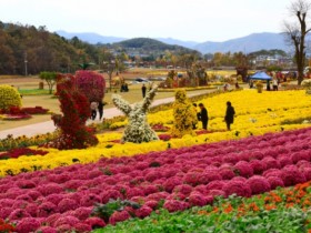 화순 고인돌 가을꽃축제 유료화…지역상품권으로 환급