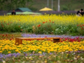 고창군, 가을 보라꽃 포토존 '꽃정원단지' 조성