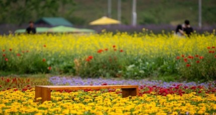 고창군, 가을 보라꽃 포토존 '꽃정원단지' 조성