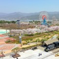 곡성군 코스모스, 영화제등 가을축제 함께 즐겨요