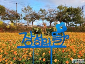 [로컬여행]"백종원 바베큐"과 함께 장성 황룡강 가을꽃축제 이모저모