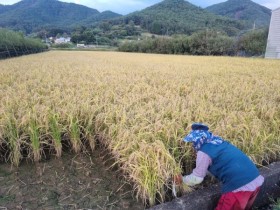 화순군, 수입밀 대체용 가루쌀 첫 수확.. 총 40t 규모