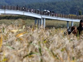 '강진만 춤추는 갈대축제' , 11월3일까지 열린다