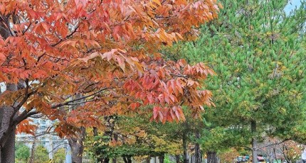 광주 도심속 단풍구경하기 좋은곳