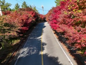 슬로시티 완도 청산도, 12월 2일까지 막바지 단풍축제