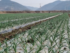 전남도, 마늘·양파 경작신고로 농업경영체 변경까지 한번에