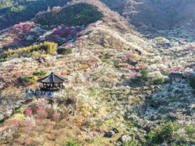 제24회 광양매화축제, 3월 7일부터 개최