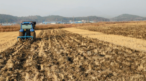 전남도 왕우렁이.jpg