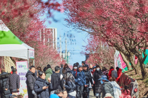 순천시 매곡동 탐매축제.jpg