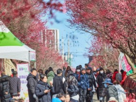 순천시, 제7회 매곡동 탐매축제 22일 개최…홍매화와 봄소풍