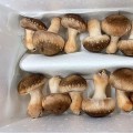 정읍 '유한회사 한터'의 송화버섯이 특별한 이유는?