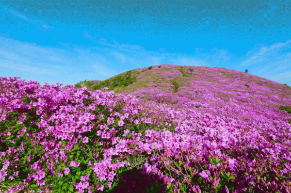 보성 철쭉.jpg