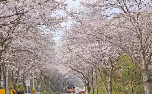 붕어섬에서 피어난 봄, 임실 옥정호 벚꽃축제 4월 개최