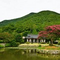 전라남도 진도 운림산방 배롱나무, 산림청 올해의 나무로 선정