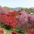 완산공원 꽃동산, 이번 주말 봄꽃 절정... 2만 명 상춘객 발길
