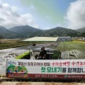 풍년기원 보성 ‘웅치 올벼쌀’ 첫 모내기 시작