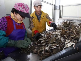 알이 꽉찬 봄 꽃게…진도 바다는 지금 ‘물 반, 꽃게 반’