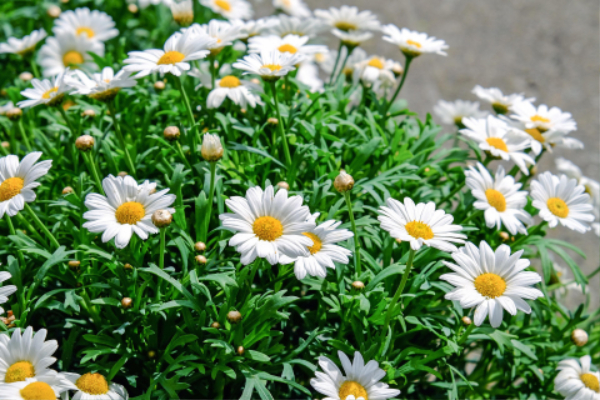 daisies-1373075_1920.jpg