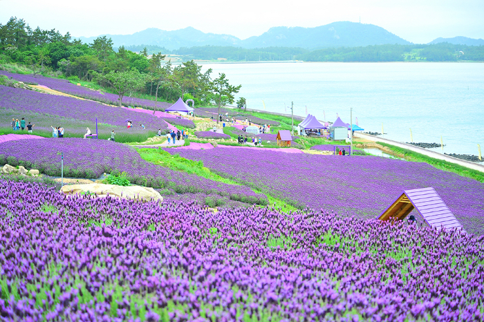 lavender_250422_4.jpg