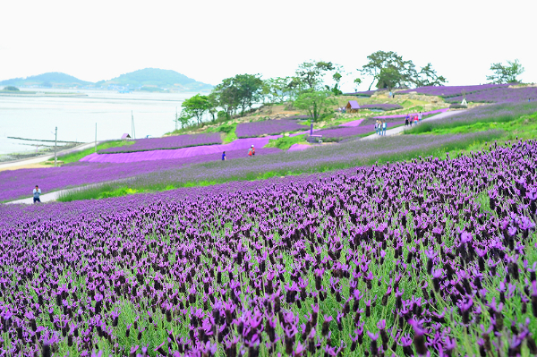 lavender_250422_3.jpg