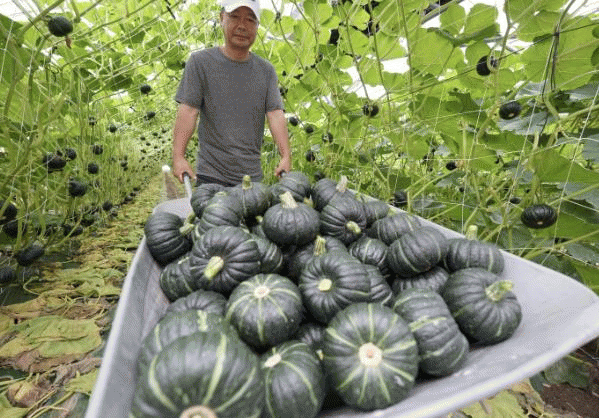 해남 밤호박 출하.jpg