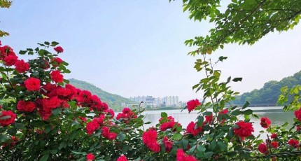 광주 풍암호수공원, 장미 막바지…산책 명소로 각광