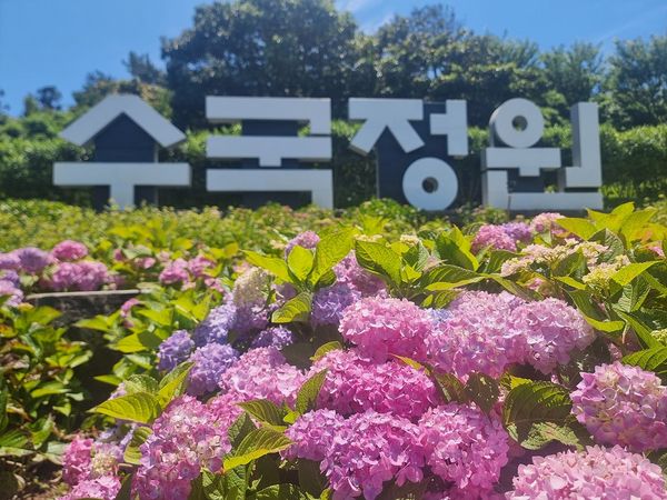 신안 도초 수국축제2.jpg