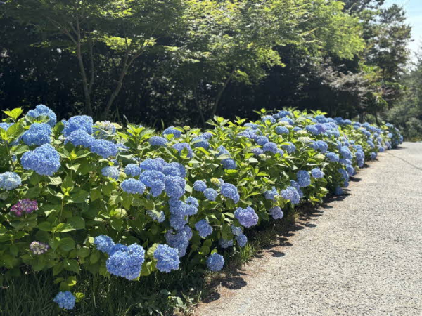나주 수국.jpg