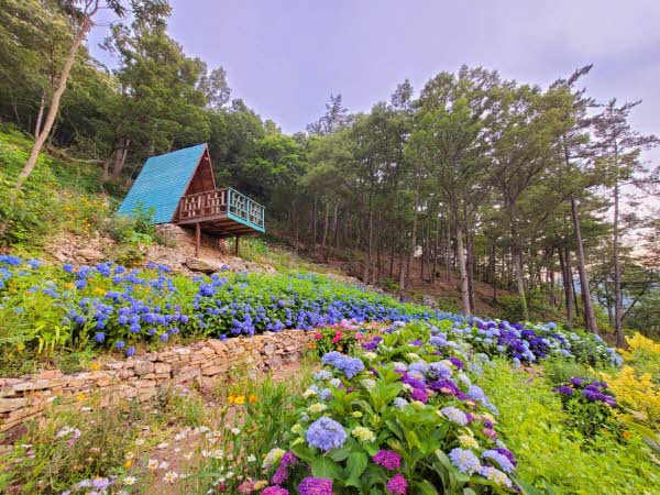 수국축제1.jpg