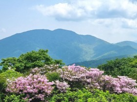 지리산 노고단에 활짝 핀 철쭉