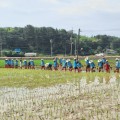 전통문화 계승, 고흥군 손 모내기 행사 개최