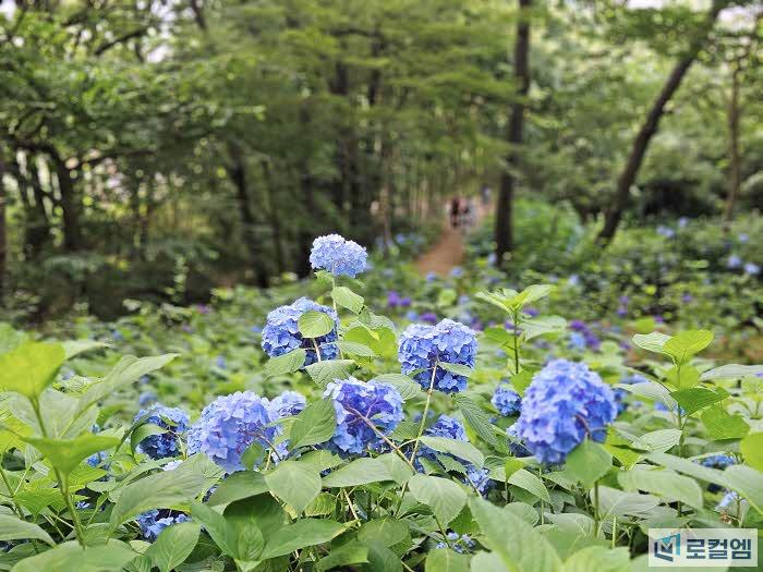 전남 영광 매간당 고택과 수국동산, 여름 여행지로 추천 (32).jpg
