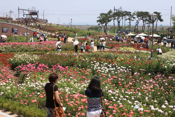 전남 여행지- 곡성 장미정원.jpg