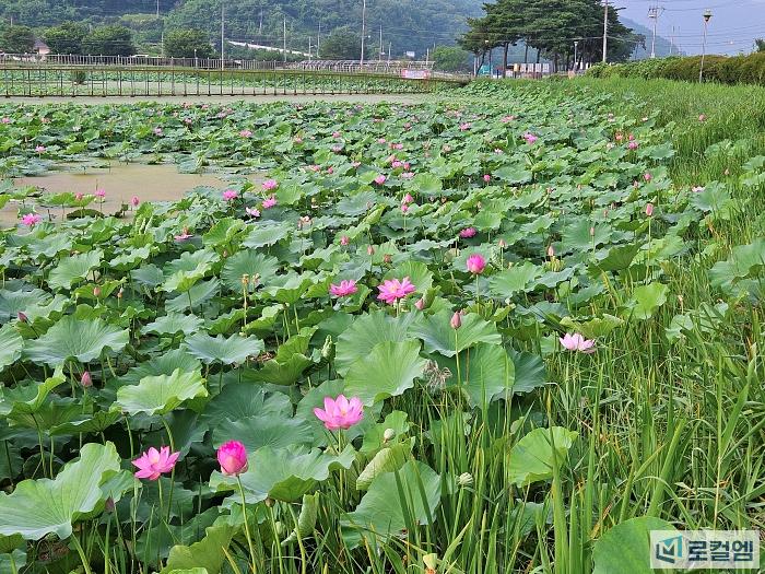 전남 곡성가볼만한곳 7월 목동제 연꽃 방죽과 여행코스 (23).jpg