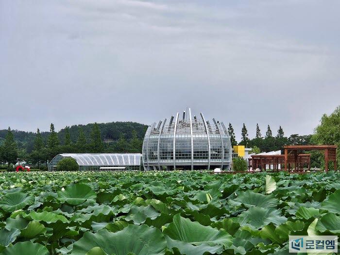 전남 무안가볼만한곳 회산백련지 연꽃 개화 (6).jpg