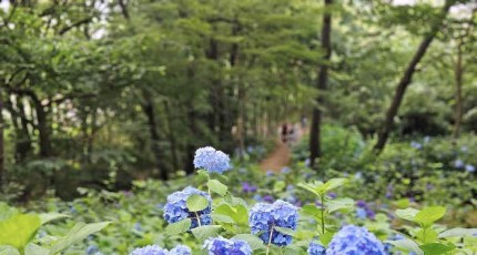 [로컬여행]4만 송이 수국으로 물든, 전남 영광 매간당 고택