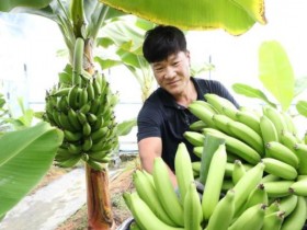 정읍서 국산 바나나 재배 성공…4.5톤 수확 예상