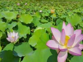 연꽃 만개한 순천 큰고니 복원습지, 치유의 습지로 피어나다