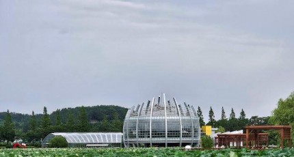 [로컬여행]전남 무안 회산백련지, 연꽃길 따라 남도 여름 여행지로 각광