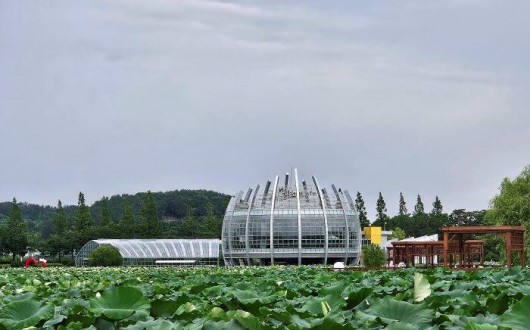 [로컬여행]전남 무안 회산백련지, 연꽃길 따라 남도 여름 여행지로 각광