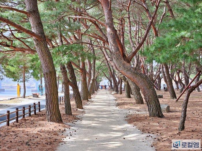 경남 하동 가볼만한곳 송림공원의 2km 소나무길 여행 (10).jpg