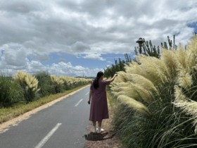 2.4km 함평천 팜파스 꽃길, 여름 장관 이루며 이색 명소로 부상