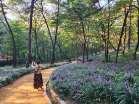 보라빛 맥문동과 함께…영광 물무산행복숲 맨발황톳길, 힐링 명소로