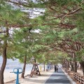[로컬여행] 하동송림공원 2km 산책로에서 찾은 자연의 여행 쉼표