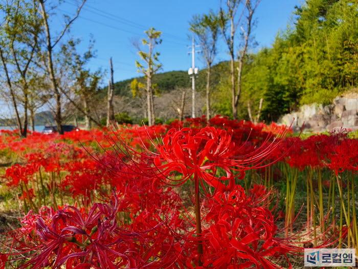 전남 영광 불갑사 천년방아 상사화 만개13.jpg